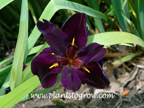 Black Gamecock Louisiana Iris
This beardless Iris has very dark flowers.